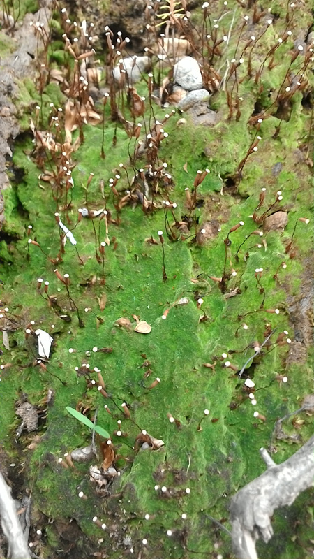 Pogonatum pensilvanicum